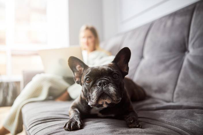 Small black dog on grey couch with house sitter in the background